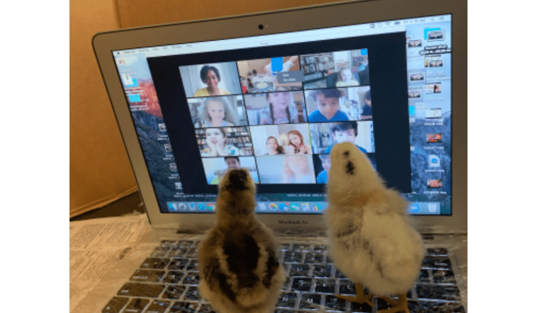 Beginnings Students Receive Virtual Visit from Baby Chicks