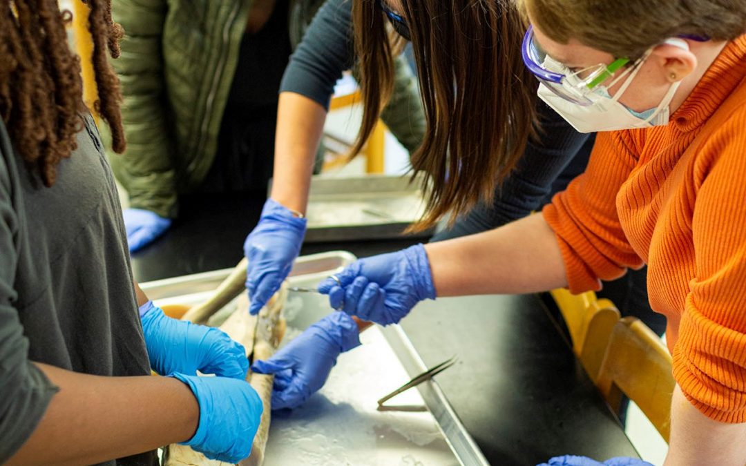 Comparative Anatomy Students Dissect Sharks